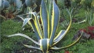 Plantes Grasses  Aloe Gymnocalycium Espostoa Cereus Echinocactus [upl. by Aikin]