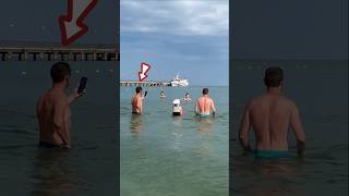 Dolphin Appears Among Sea Bathers shortsvideo [upl. by Attolrahc]