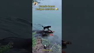 Firulais montando en Barco 🐶 Final inesperado 🤣🤣🤣 [upl. by Asilim]