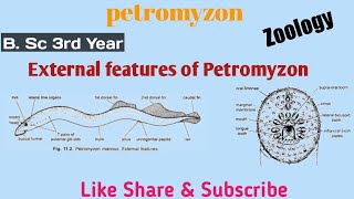 External Features of Petromyzon  Zoology  3rd Year [upl. by Aihsenak]