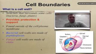 Chapter 7 Part 9  Cell Walls [upl. by Emanuel]