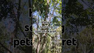 Kebun karet Sumatra petanikaret kebunkaret tanamankaret sadapkaret petanimuda [upl. by Yennaiv287]