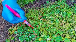 Remove Creeping Weeds From Groundcovers  Clover In My Dichondra [upl. by Pickering]