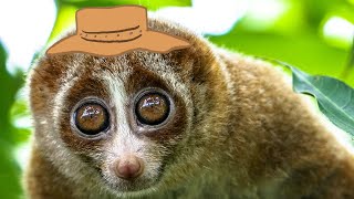 Pygmy Slow Loris [upl. by Wilburt]