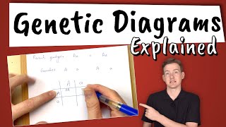 Genetic Diagrams Explained [upl. by Fenner]