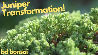 Juniper Bonsai Styling Time Lapse [upl. by Criswell146]