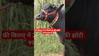 फ्री किराये में 20 किलो दूध की झोटी with Female Murrah Calf  at Sangwan Dairy Farm 9991535646 [upl. by Lipp]