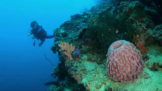 KARIHATAG SHOAL Malimono Surigao Norte  SCUBA DIVING with GoPro Hero7 Black [upl. by Miguela]