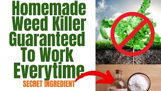 Vinegar vs Baking Soda Weed Killer Comparison [upl. by Falda254]