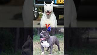 bull terrier VS bull dog VS  shortvideo [upl. by Kinsler873]