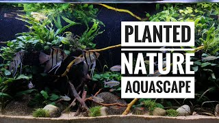 Planted Nature Aquascape [upl. by Linneman]