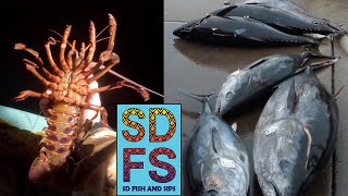 Bluefin Tuna Sportfishing Continues Lobster Season Deep Water Rock Fish San Diego Fishing Report [upl. by Ahsik]