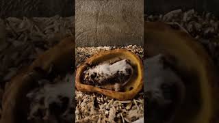 Dermestid Beetles Clean a Large Mouse [upl. by Hube]