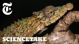 The Unmatched Speed of a Chameleon Tongue  ScienceTake [upl. by Adnahsat]