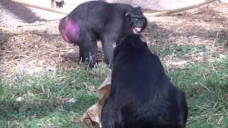 Black Crested Macaque Is Upset With Mate [upl. by Tamma]