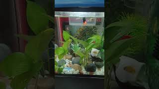 molly fish tank setup fishtank fishbowl subscribe mollies aquarium [upl. by Manning]