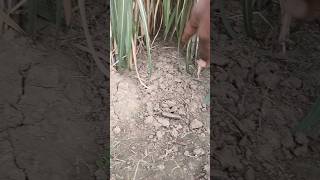 ganna lagane ka tarika🌱😱shorts ganne ki knowledge minivlogs jitux36vlogs [upl. by Youngran]