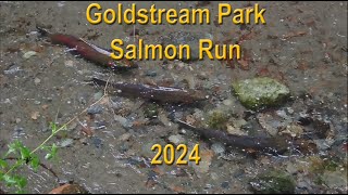 Goldstream Salmon Spawning Run Nov 13 2024 [upl. by Ayadahs802]