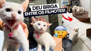 DEU RUIM 😰 Reencontro da Cocada com sua família após a adoção 🐈 [upl. by Gustafson162]