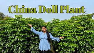 How To Grow And Care China Doll Plant Radermachera  चाइना डॉल का पौधा कैसे उगाएं [upl. by Chip]