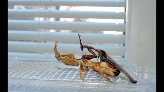 Phyllocrania paradoxa  párenie quotduchovquot ghost mantis mating [upl. by Wiebmer781]