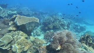 20241128 koh chang coral 31 [upl. by Meldon]