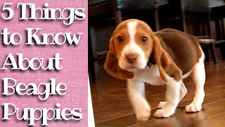 Things to know about Beagle Puppies [upl. by Dnama]