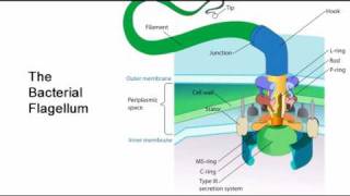 Intelligent Design is not a scientific theory  part 2 Irreducible Complexity [upl. by Groome132]