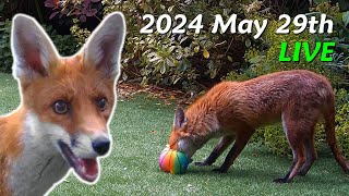 Foxes Live  2024 May 29th [upl. by Osnohpla868]