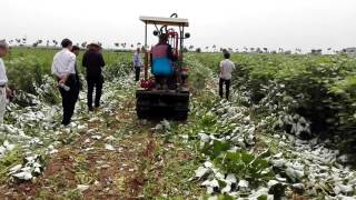 Boehmeria Ramie  flax harvesters late kenaf  jute harvest to continue to improve [upl. by Eelyam]