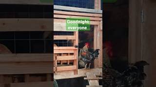 Lets go sleep 😴hen poultry gardening poultryfarming [upl. by Caryn]