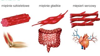 MIĘŚNIE SZKIELETOWE GŁADKIE SERCA [upl. by Moraj]