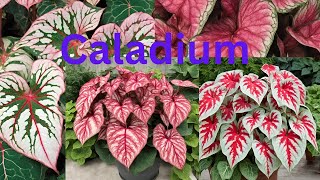 caladium floriculturenature [upl. by Raye]