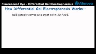 Fluorescent Dye  Differential Gel Electrophoresis [upl. by Ahsii]