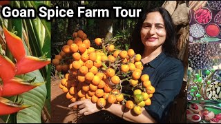 Goan SPICE PLANTATION Tour  Tropical plants  Sahakari Organic Farm  Best places to visit in Goa [upl. by Ecirtak]