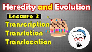 Transcription Translation and Translocation  Heredity and Evolution Class 10 SSC [upl. by Innis]