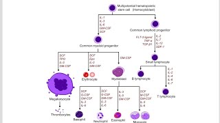 Hemopoietic Hematopoiesis Growth Factors  Hematopoiesis Stimulating factors [upl. by Eniamej844]