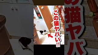 世界一可愛い仕返し ねこ かわいい猫 おもしろ動物動画 [upl. by Enner]