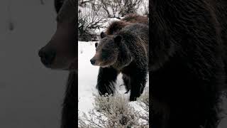 Grizzly 399best nature naturephotography Tetons Yellowstone shorts wildlife bear animals [upl. by Nois]