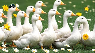 🦆📺 ducks swimming with fish Pekin Ducks Swimming Watch ducks swimming in a pool White Pekin [upl. by Varney]