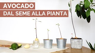 Come crescere una pianta di avocado  TRUCCHI PER VELOCIZZARE [upl. by Vetter]