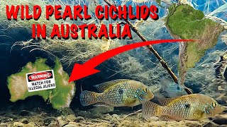 WILD PEARL CICHLIDS IN AUSTRALIA Feral Geophagus brasiliensis are taking over our Waterways [upl. by Garges723]