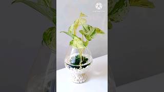 Pothos Money Plant DIY Beauty [upl. by Tiertza]