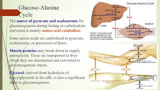 Gluconeogenesis reactions substrates and regulation [upl. by Norahc383]