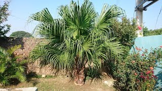 Table PalmChinese Fan Palm Tree [upl. by Amsirac356]