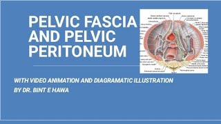 PELVIC FASCIA AND PELVIC PERITONEUM GROSS ANATOMY [upl. by Neraa]