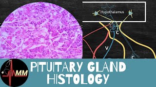 Learn Pituitary Gland Histology in 10 min  Med Madness [upl. by Nivloc]