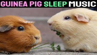 Sound To Make Your Guinea pig Sleep within 5 Minutes  Guinea Pigs Hypnosis [upl. by Adnorahc]