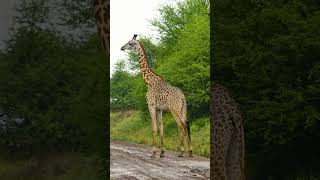 The Giraffe collection kenya giraffe wildlifephotographer tall nature africa [upl. by Inohs]