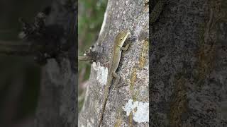 Anolis cristatellus Lake Wylie Hydroelectric DamCatawba River South Carolina [upl. by Kirven]